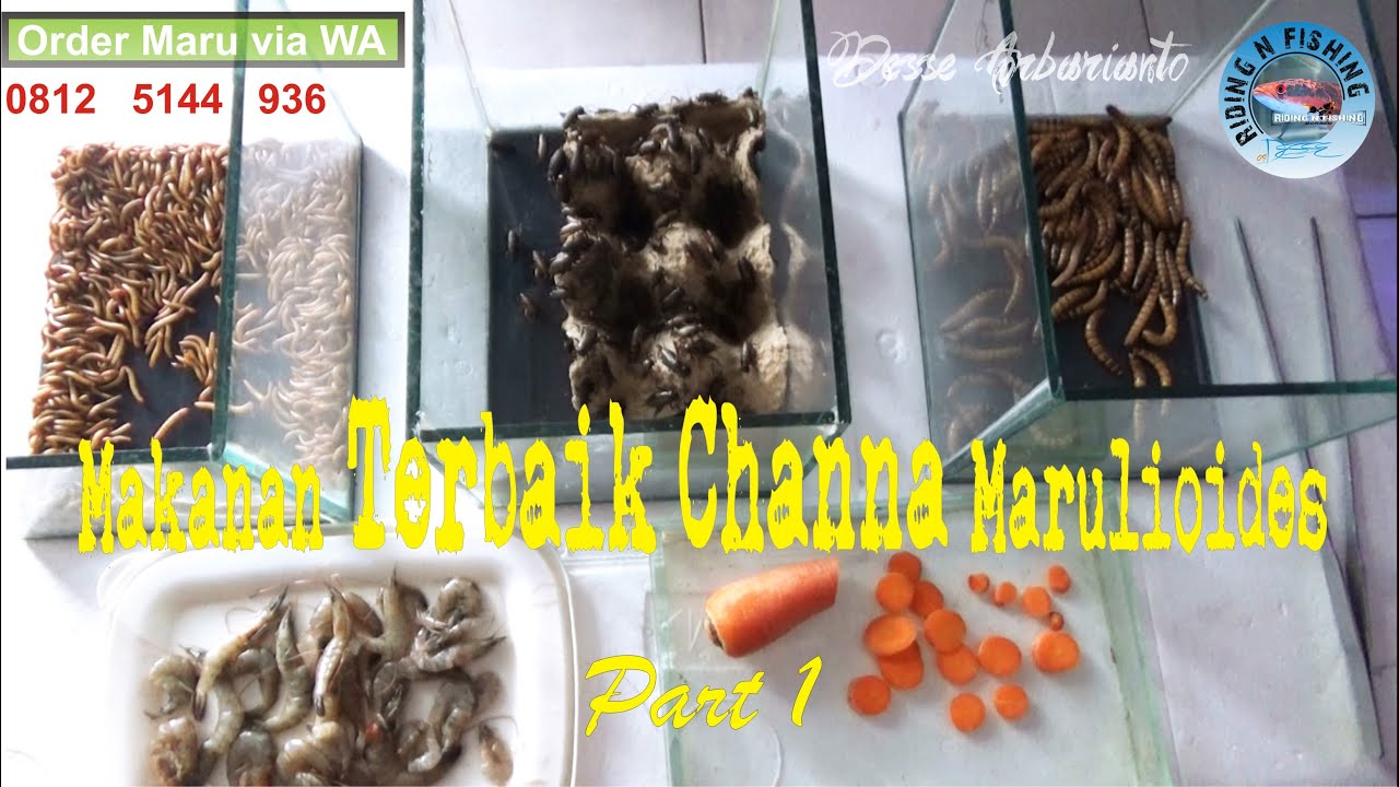 Makanan Terbaik Channa Marulioides Part 1