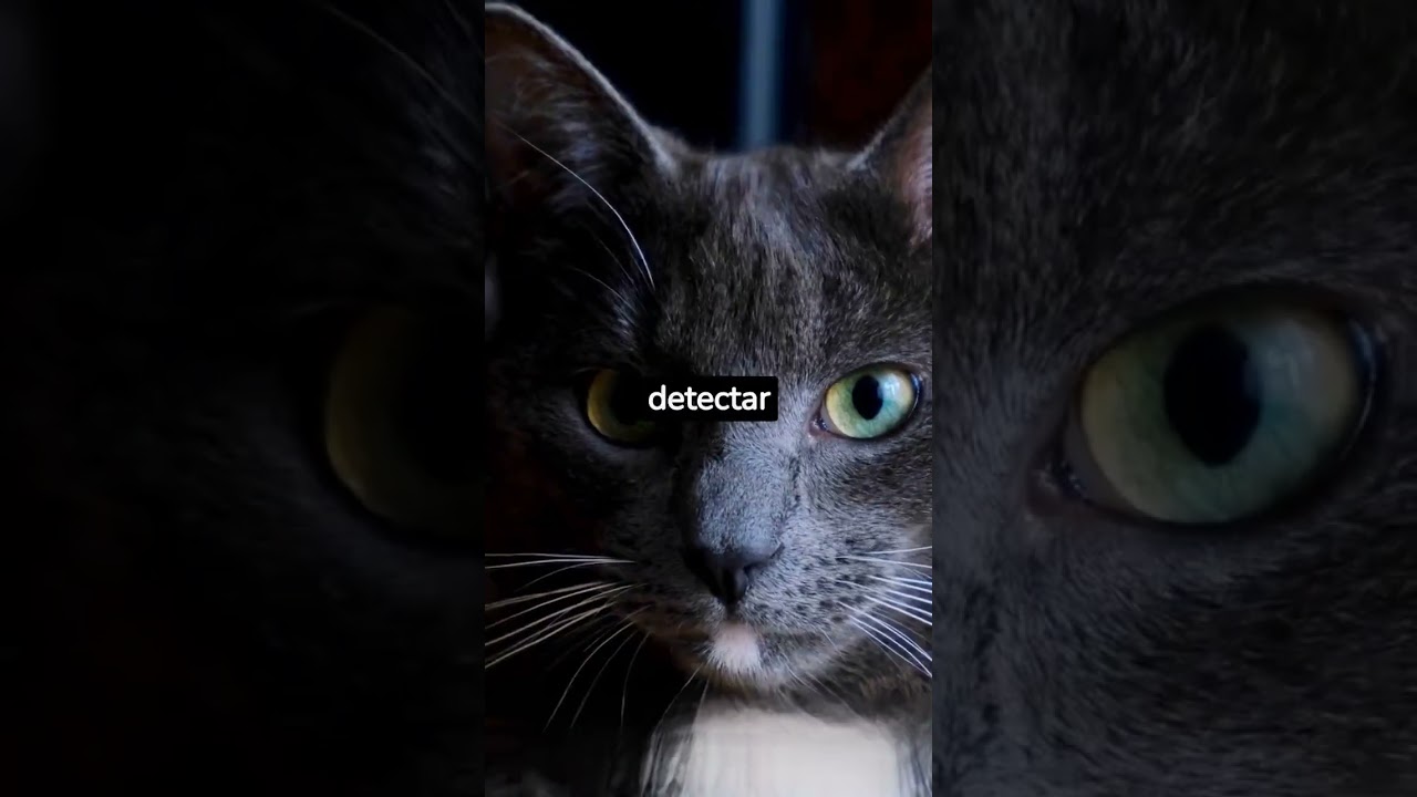 😺✨Descubre las Curiosidades más Adorables sobre los Gatos 