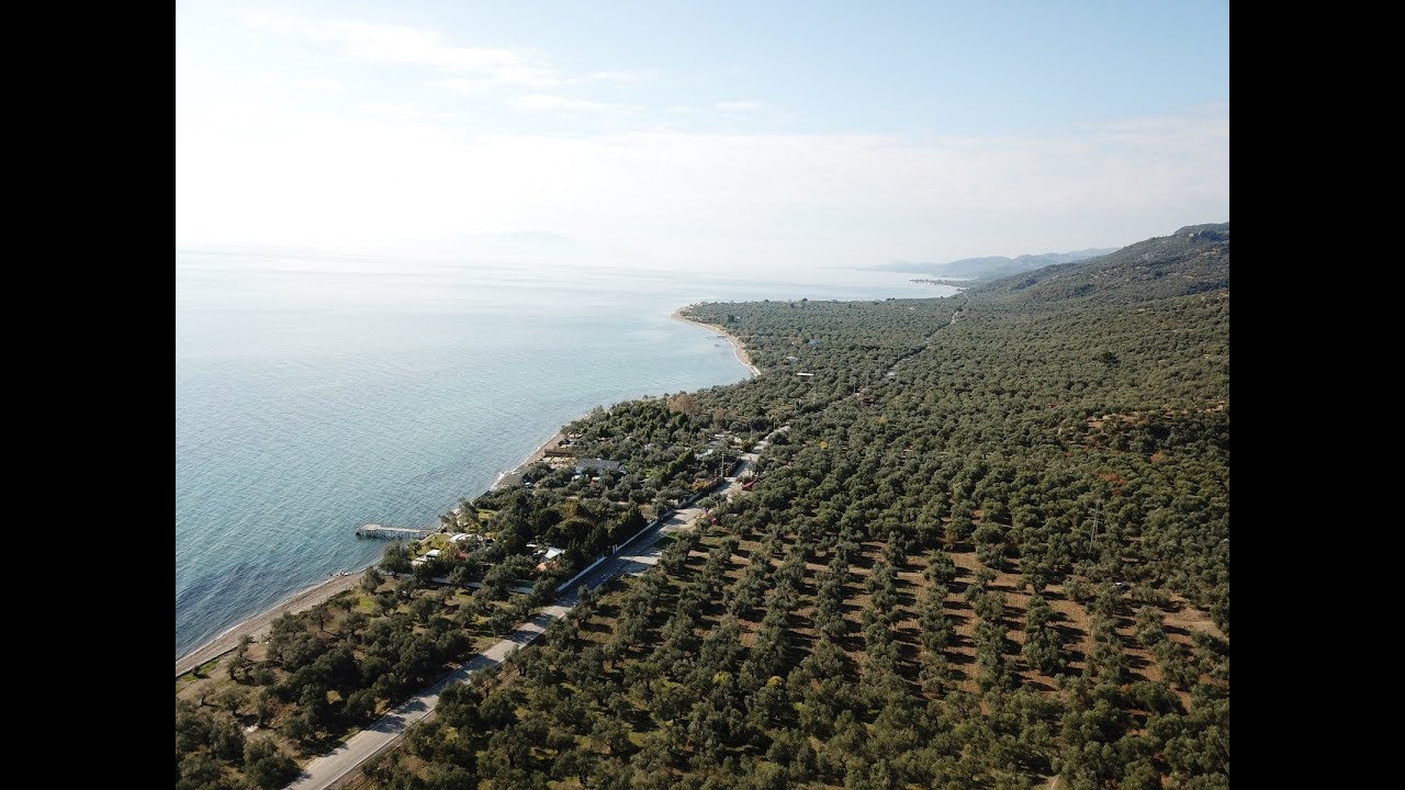 Küçükkuyu Nusratlı Köyü Sahilinde Denize Sıfır Satılık Zeytinlik [SATILDI]