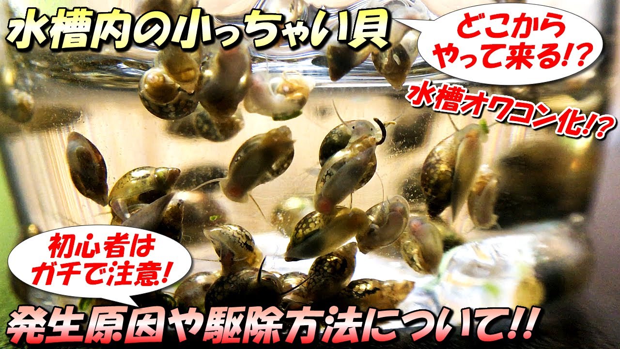 【アクアリウム初心者注意！】水槽内に発生する小っちゃい貝「スネール」の侵入経路（発生原因）や駆除方法について
