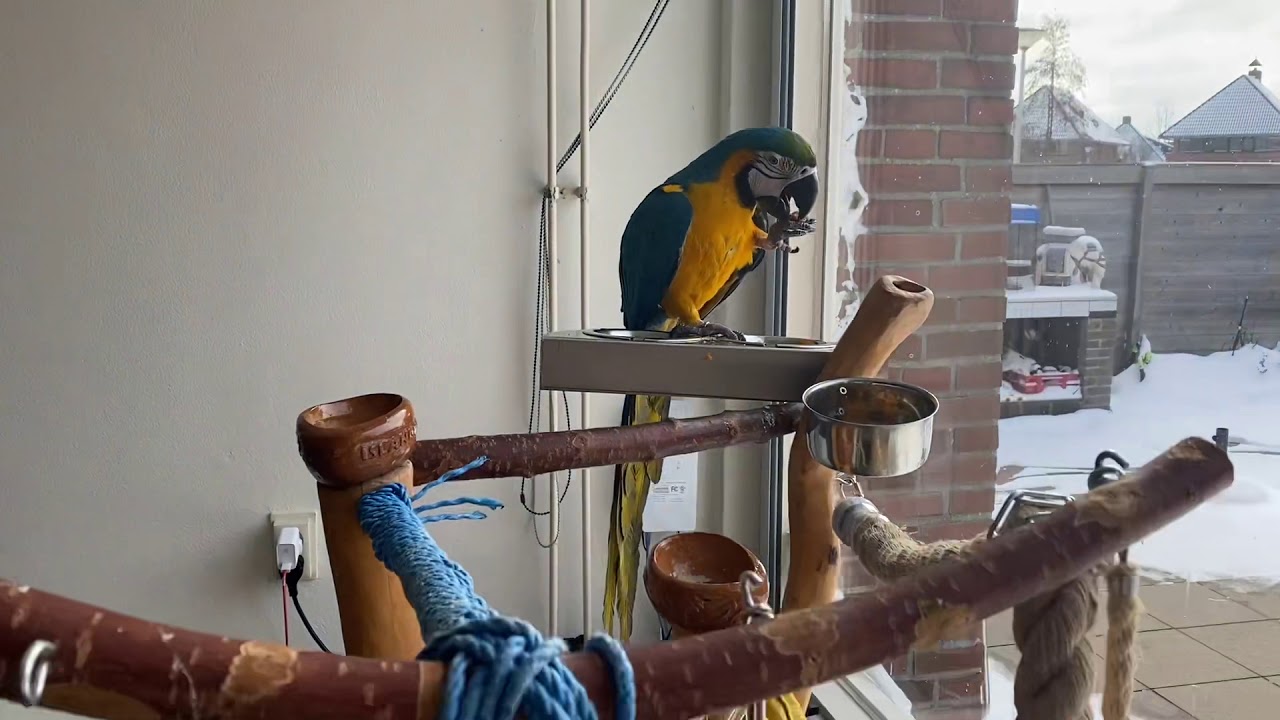 Blauwgele Ara (Ara ararauna) 6 maanden