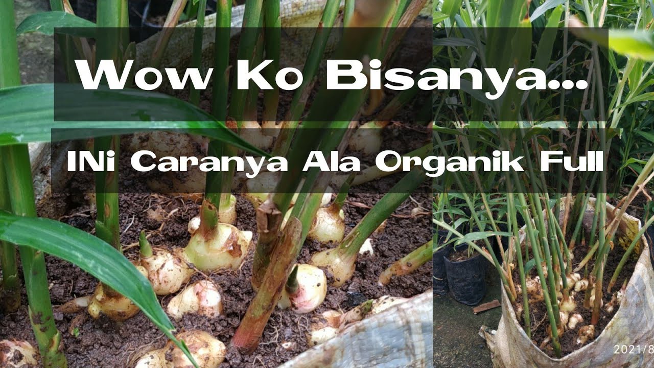 Ini Dia Caranya Agar Rimpang Jahe Besar Dan Banyak Media Karung | Cultivation Gingger