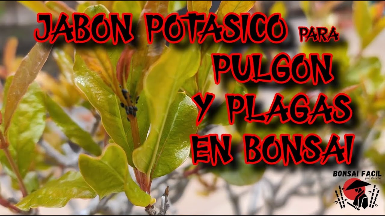 Jabon potasico para Bonsai