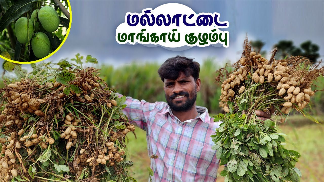மல்லாட்டை மாங்காய் குழம்பு | Groundnut Raw mango Recipes in tamil | Verkadalai mangai kuzhambu