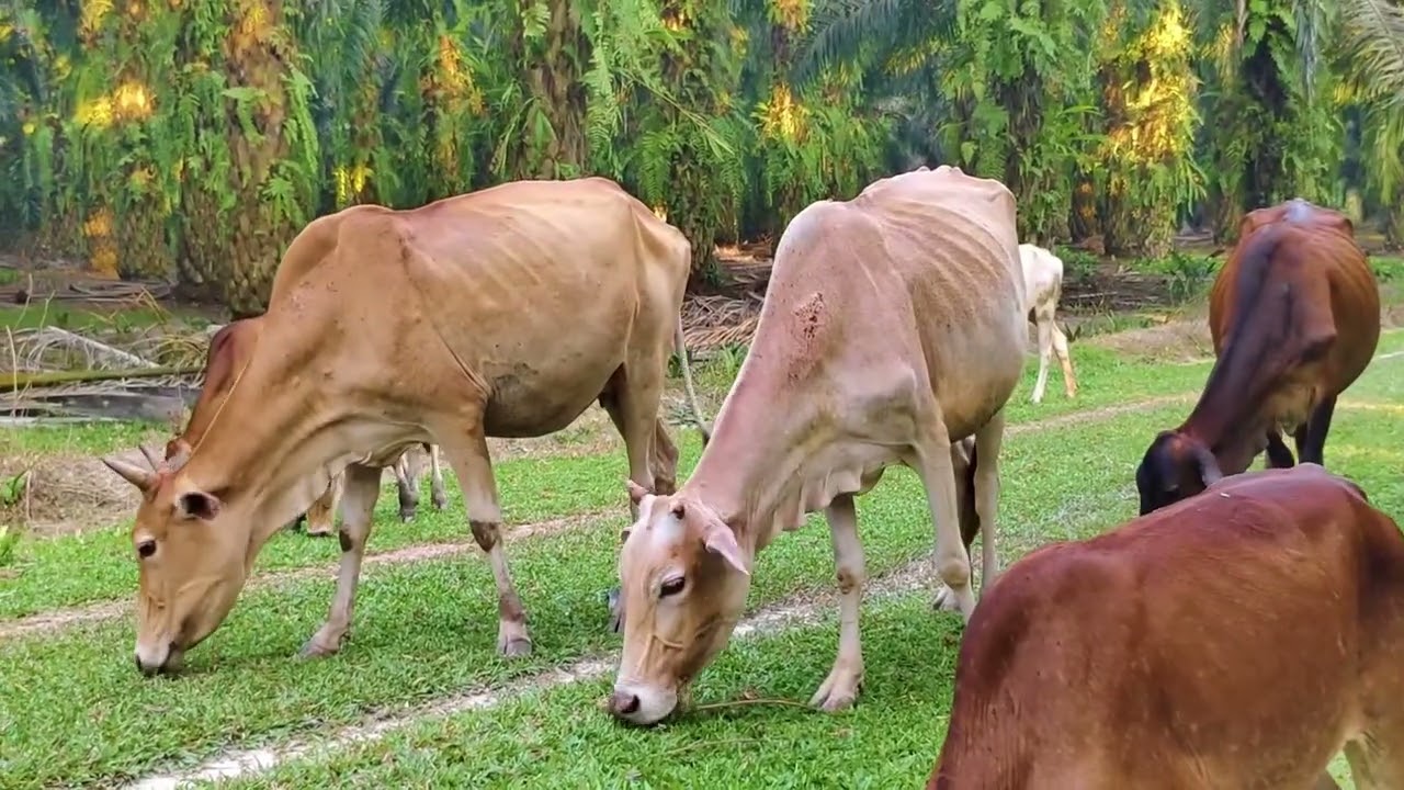 Aktivitas Sapi Lembu kampung Berkeliling Menuju ladang, Suara Sapi Moo, Sapi Lucu Beramai ramai