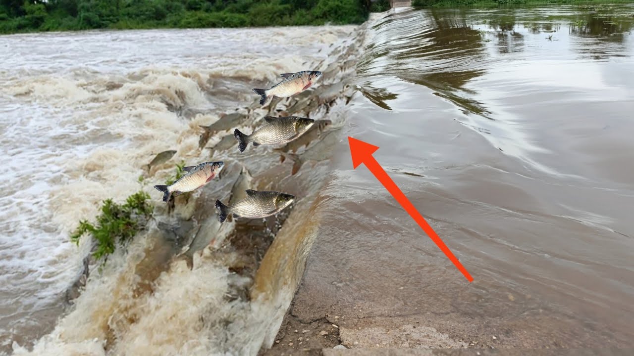 FORTES CHUVA DE AURORA RIO SALGADO TRANSBORDA COM FORTE CHEIA COM VÁRIAS CURIMATÃS 