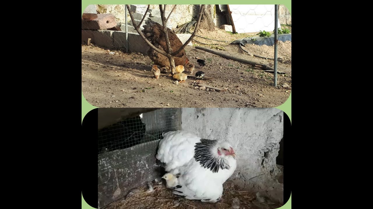 Gold Brahma ve Lıght  Brahma Gürkümüz