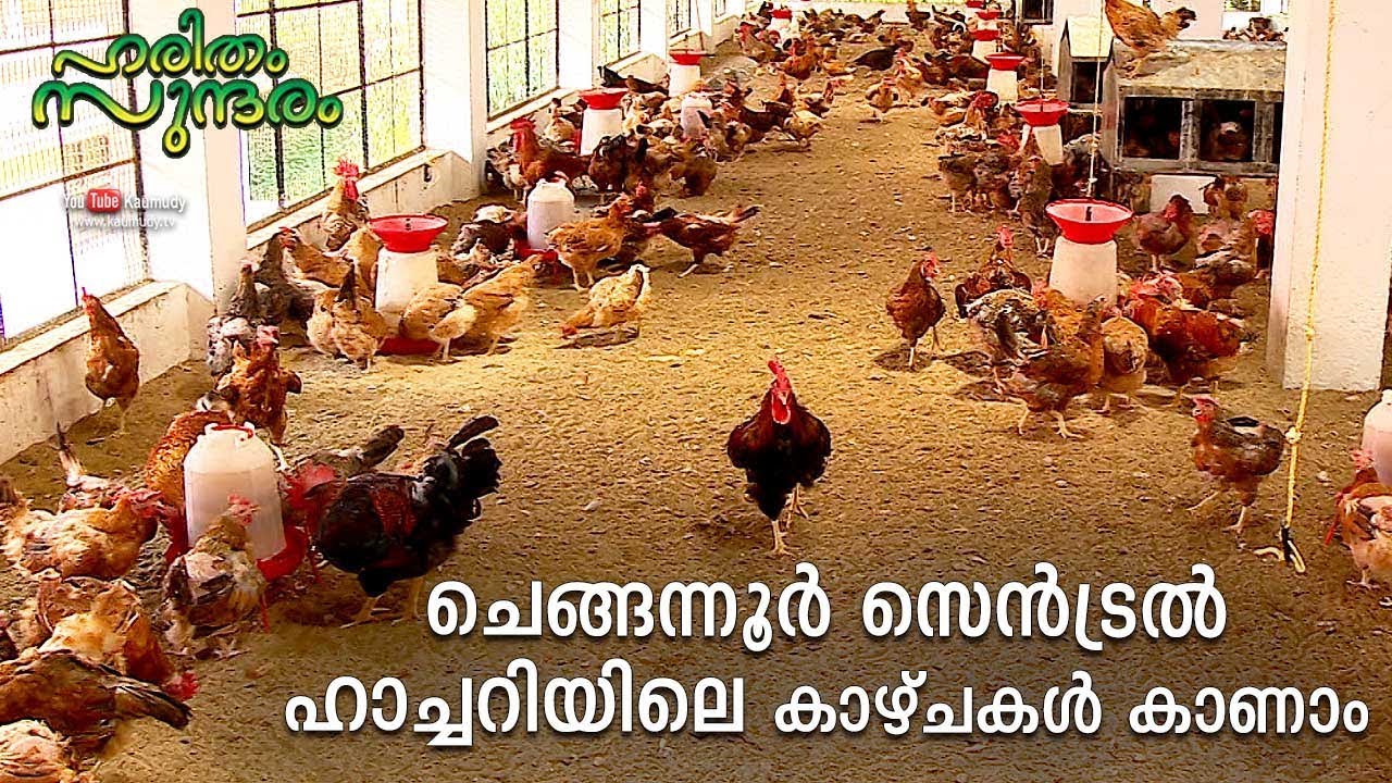 Breathtaking visuals of Central Hatchery in Chengannur | Haritham Sundharam EPI 247 | Kaumudy