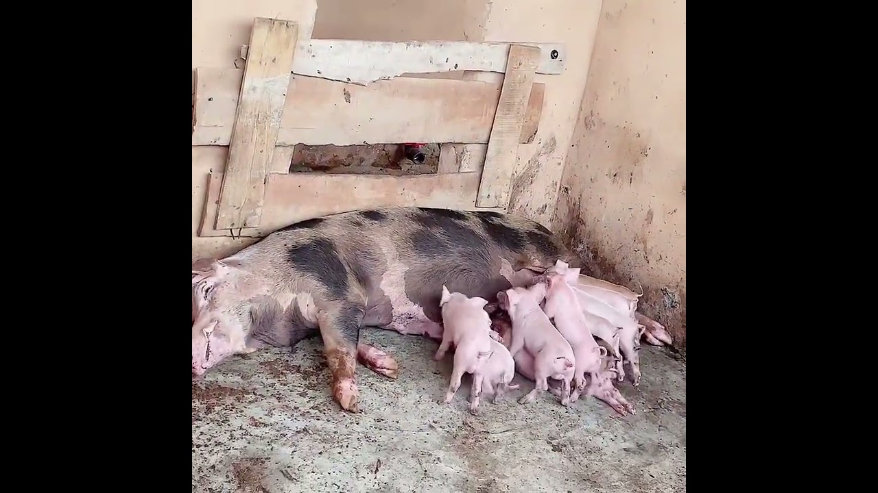 Camroc pig breed lactating