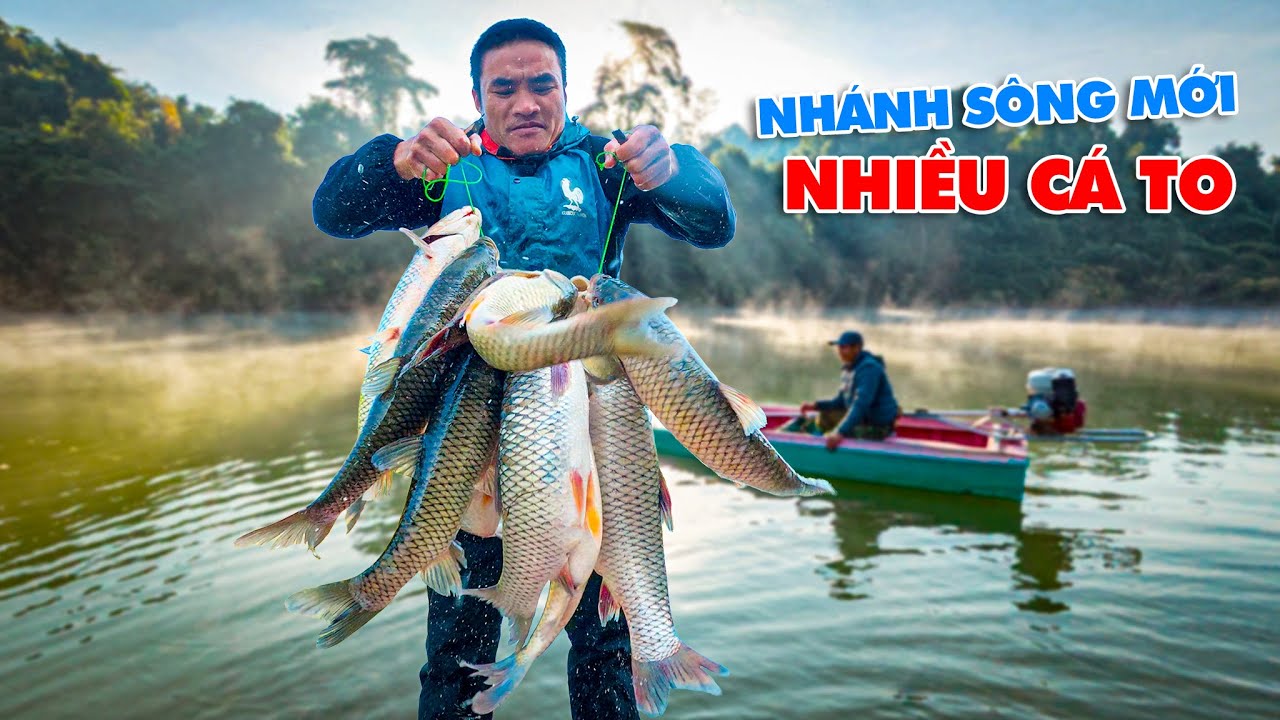PH&Aacute;T HIỆN Đ&Agrave;N C&Aacute; TỤ TẬP ĂN CỎ Ở MỘT NH&Aacute;NH S&Ocirc;NG MỚI, THẢ LƯỚI V&Acirc;Y BẮT TRONG Đ&Ecirc;M.