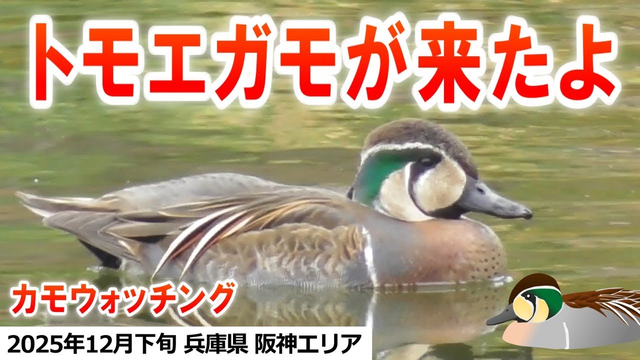 2025年12月下旬 カモウォッチング in 緑ヶ丘公園他（トモエガモ、カルガモ、マガモ、ヒドリガモ、オカヨシガモ、キンクロハジロ、ハシビロガモ、カイツブリ、カワウ、ユリカモメ）