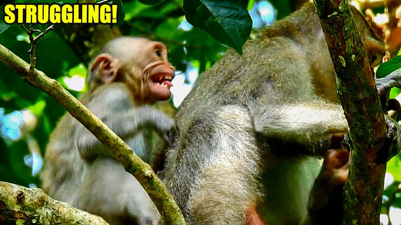 JASPER'S STRUGGLING FOR MILK STORY! KEEP TRYING YOU WILL REACH YOUR GOAL.