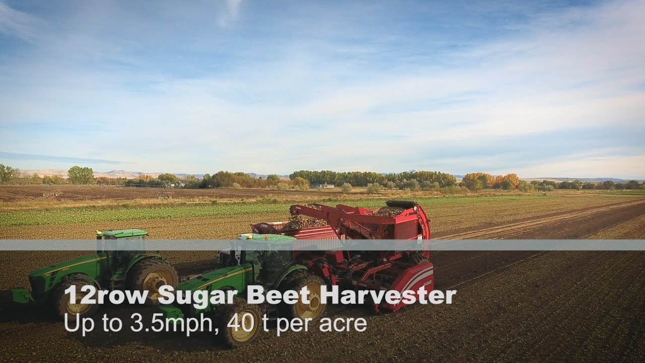 12row Sugar Beet harvester SCORPION running in heavier conditions