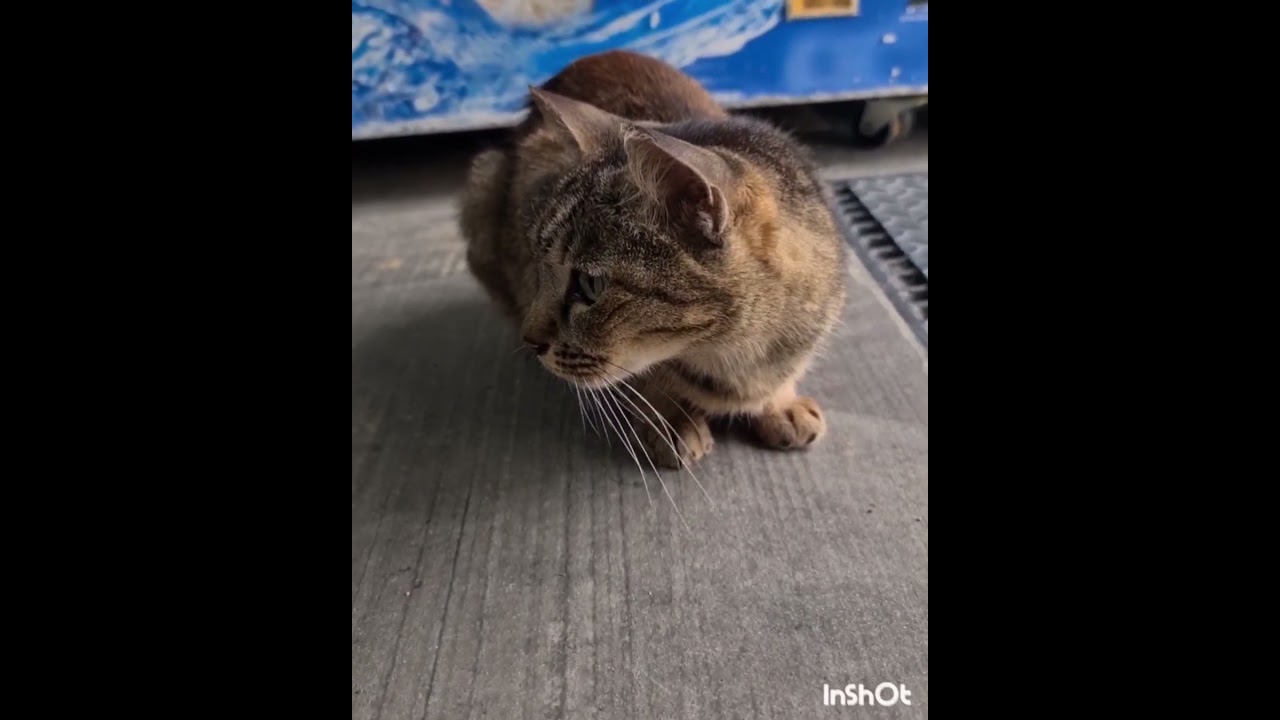 Mbak Lala Penjaga Icecream #cat #Shorts