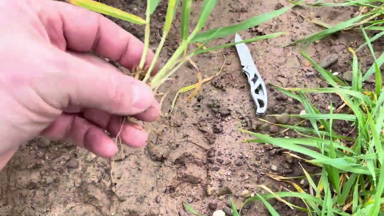 Winter Barley Update - Goldcrop February 2026