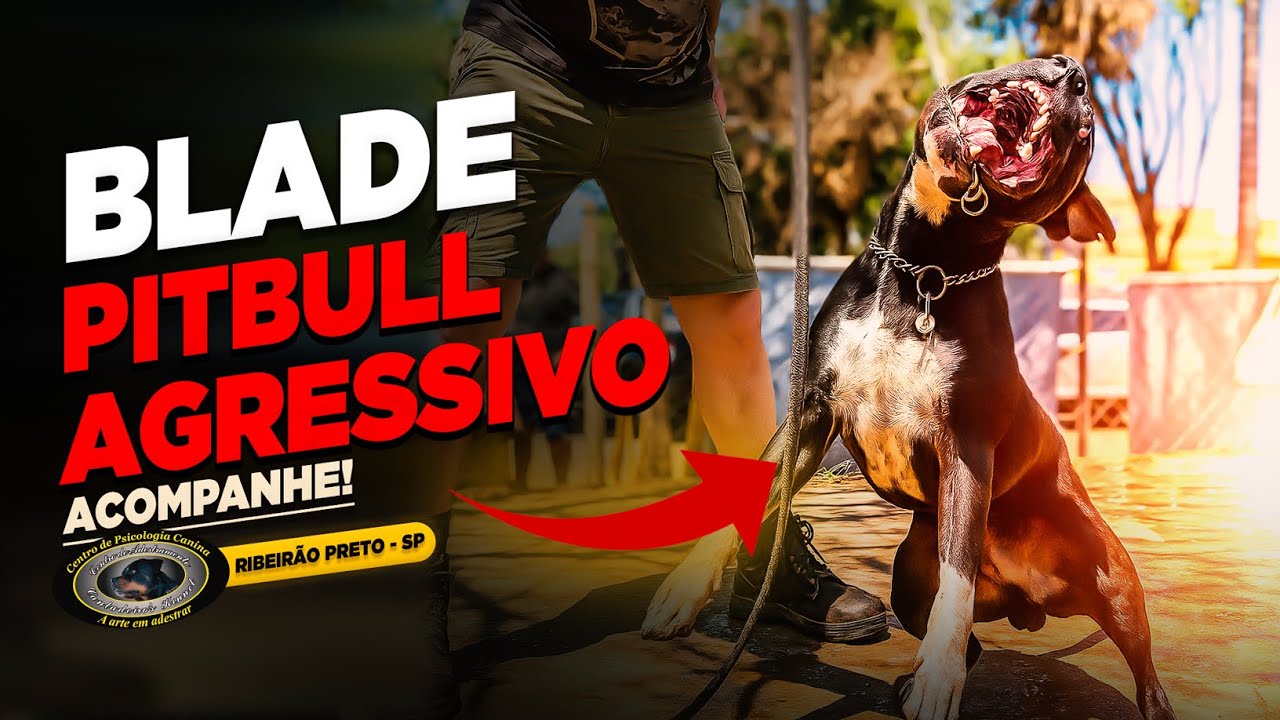 PITBULL — BLADE — UMA NOVA CHANCE NO ASILO DO CANTADEIRO