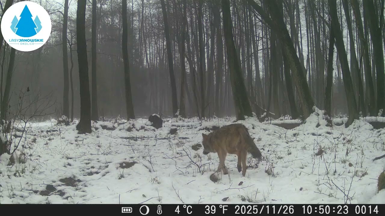 Wilki z Lasów Janowskich w listopadzie 2025 r.