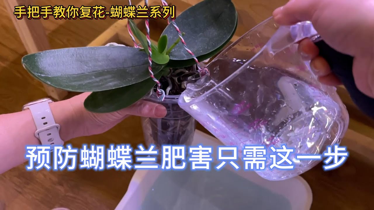 手把手教你复花-蝴蝶兰 94- 预防蝴蝶兰肥害只需这一步