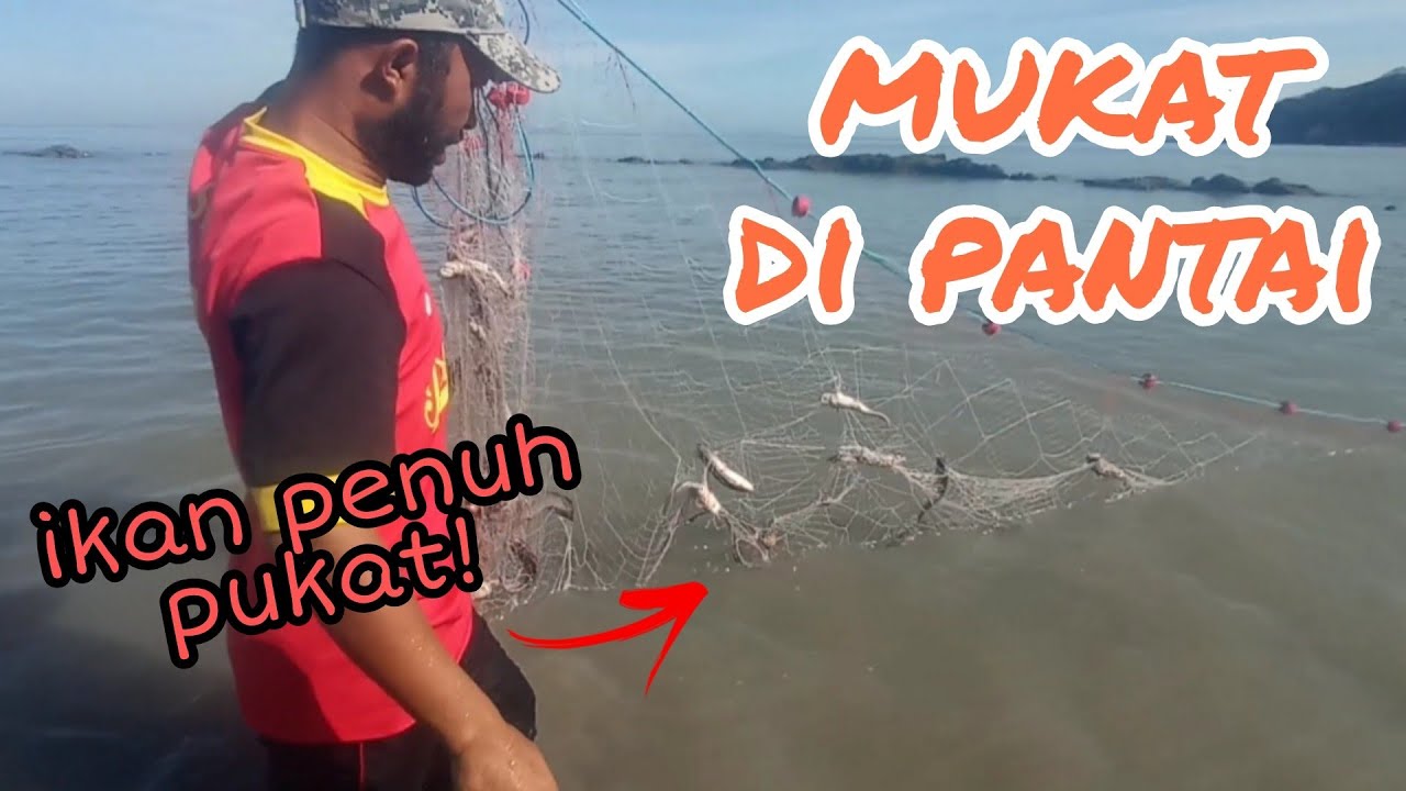 #EP469 Terjumpa Bodong Sembilang Karang - memukat di pantai