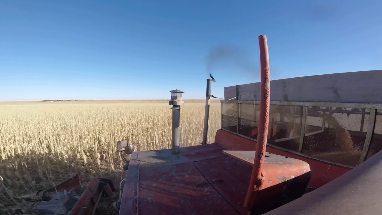 Vintage Massey Ferguson 860 Picks Corn