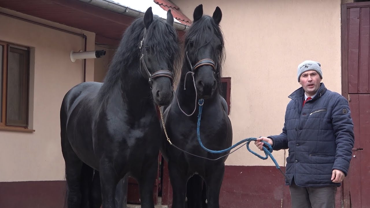 Armasarii friesieni ai lui Ionut de la Sinca Noua, Brasov - 2022 Nou!!!