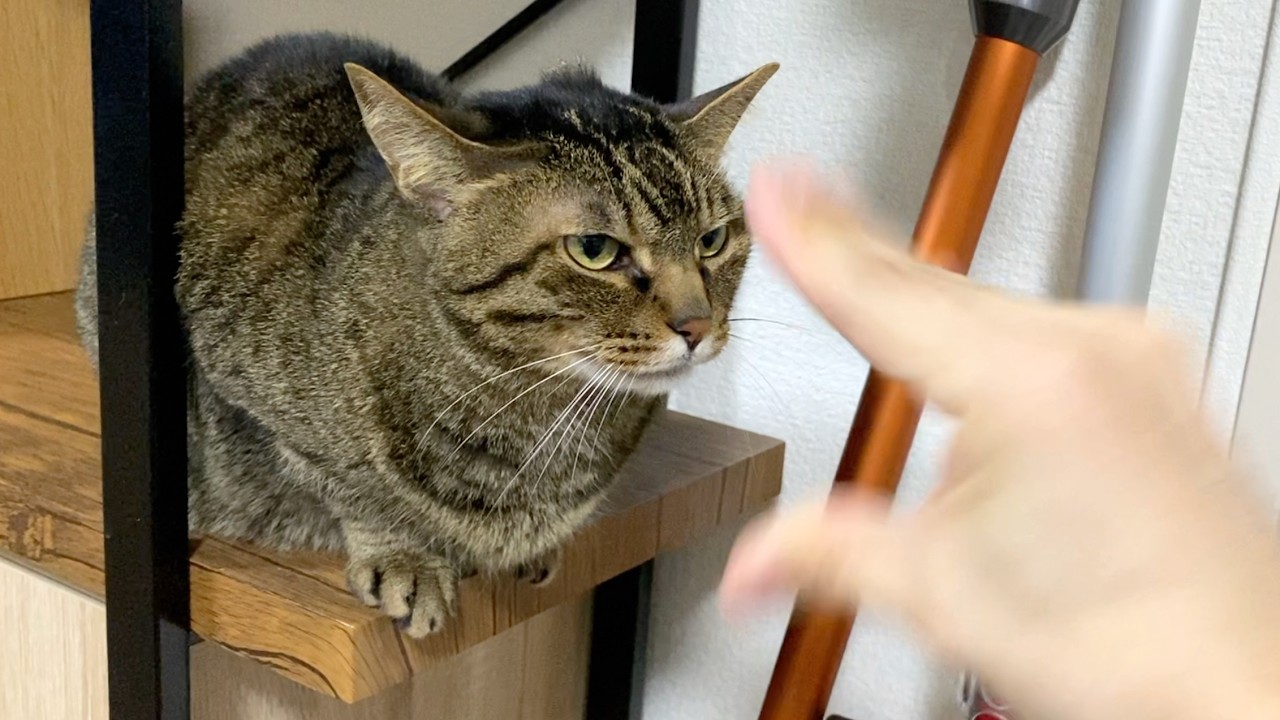 貧弱飼い主が凶暴猫に喧嘩を売った結果...