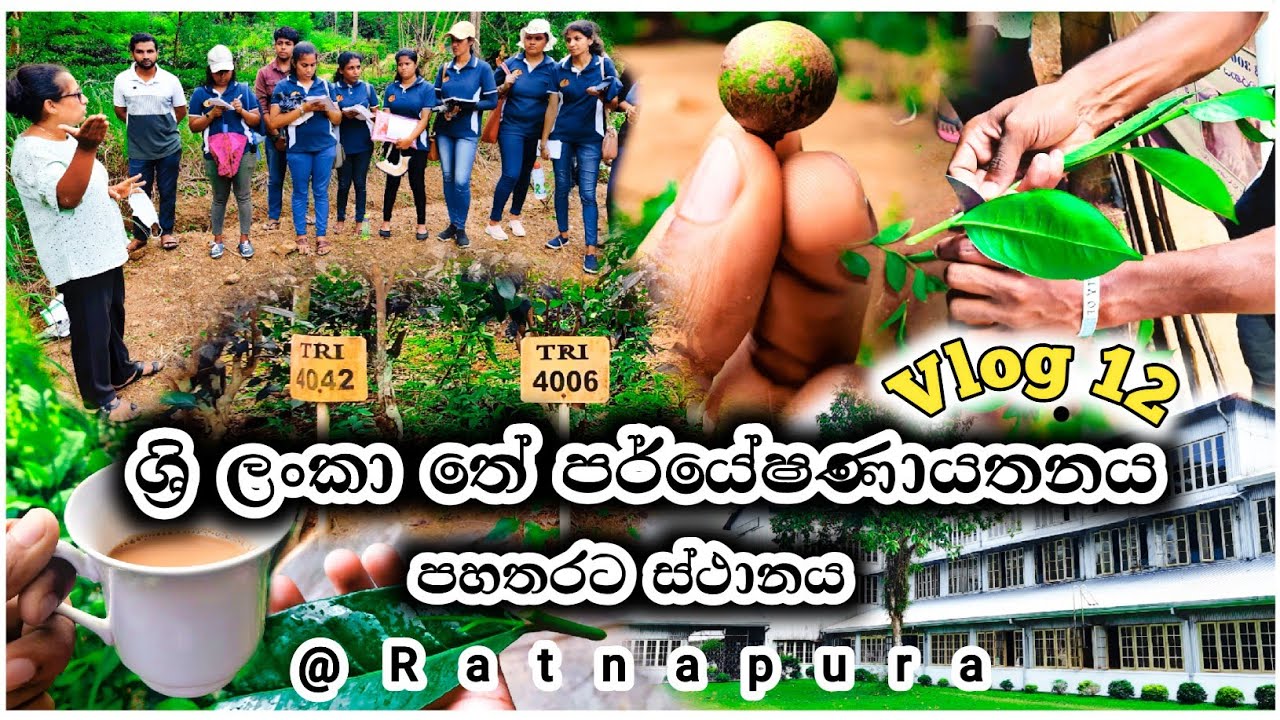 තේ වගාව මුල සිට ඉගෙන ගන්න රත්නපුරේ ගියා | Tea Cultivation In Sri Lanka | Tea Plantation Sinhala 2023