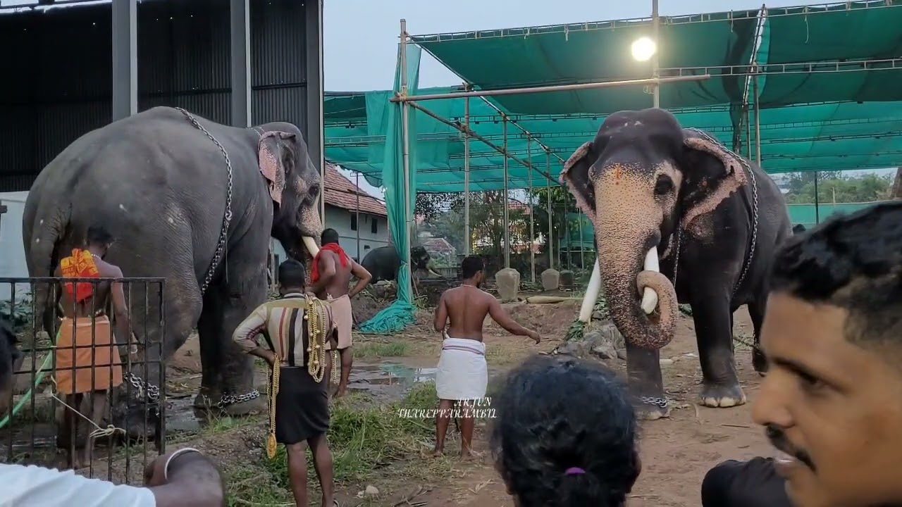 വൃശ്ചികോത്സവം 5ാം ദിവസം പങ്കെടുക്കുന്ന ആനകൾ