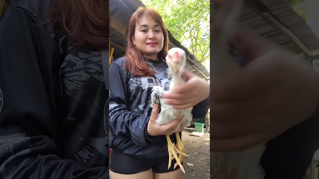 #2026 #subscribemychannel #subscribe #youtubeshorts #shorts #probinsya #manok #chicken #facebook