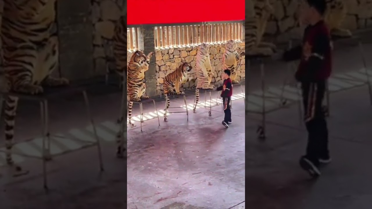 circus lions how to circus lions #shorts #animals #lion #circus