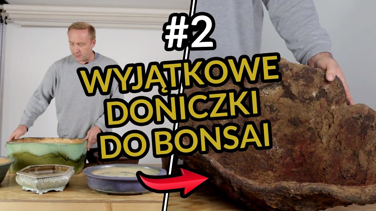 JAK dobrać DONICZKĘ do BONSAI? Ibuki #2