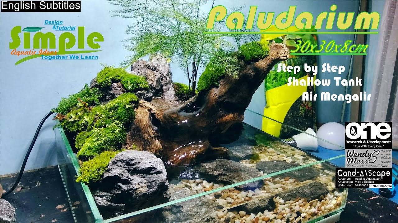 Step by Step paludarium simple ukuran 30cm dengan air mengalir #38