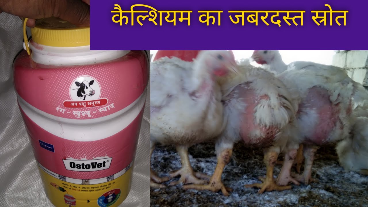 poultry ke liye jabardast calcium 🔥🔥🔥🔥🔥 water intake badhega..... feed intake bhi Badhega..