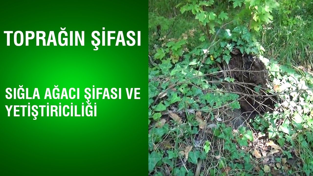 Toprağın Şifası - Sığla Ağacı Şifası ve Yetiştiriciliği