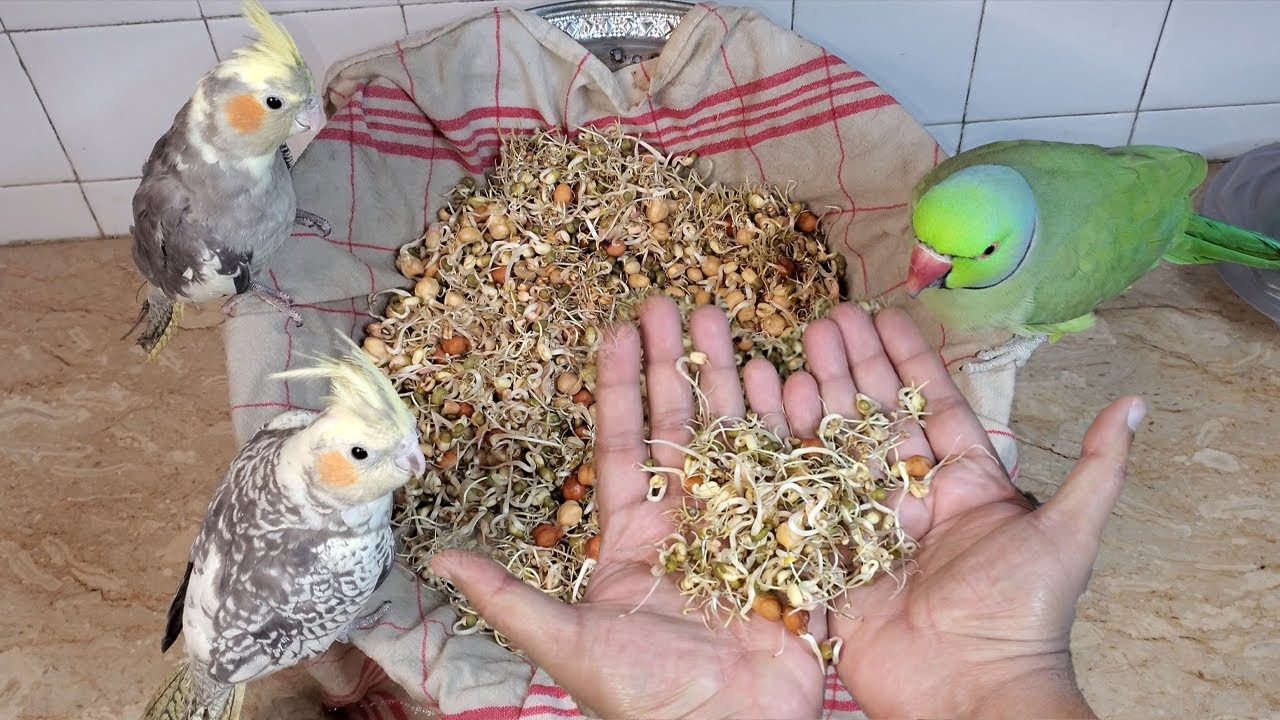 How to make nutritious SPROUTS for parrots || Step by step tutorial