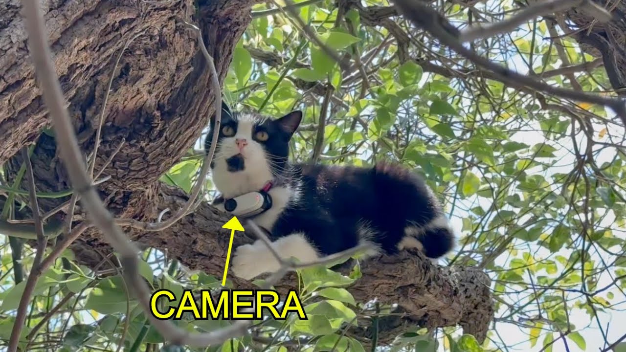 I Put A Camera On My Cat! Brave Kitty Explores Rooftops!