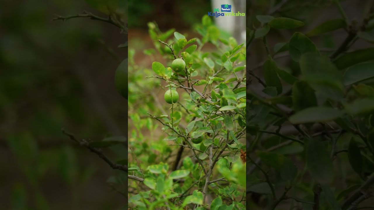 How to use lemon tree as intercrop in coconut farm?  #coconuttree #lemontree #intercropping