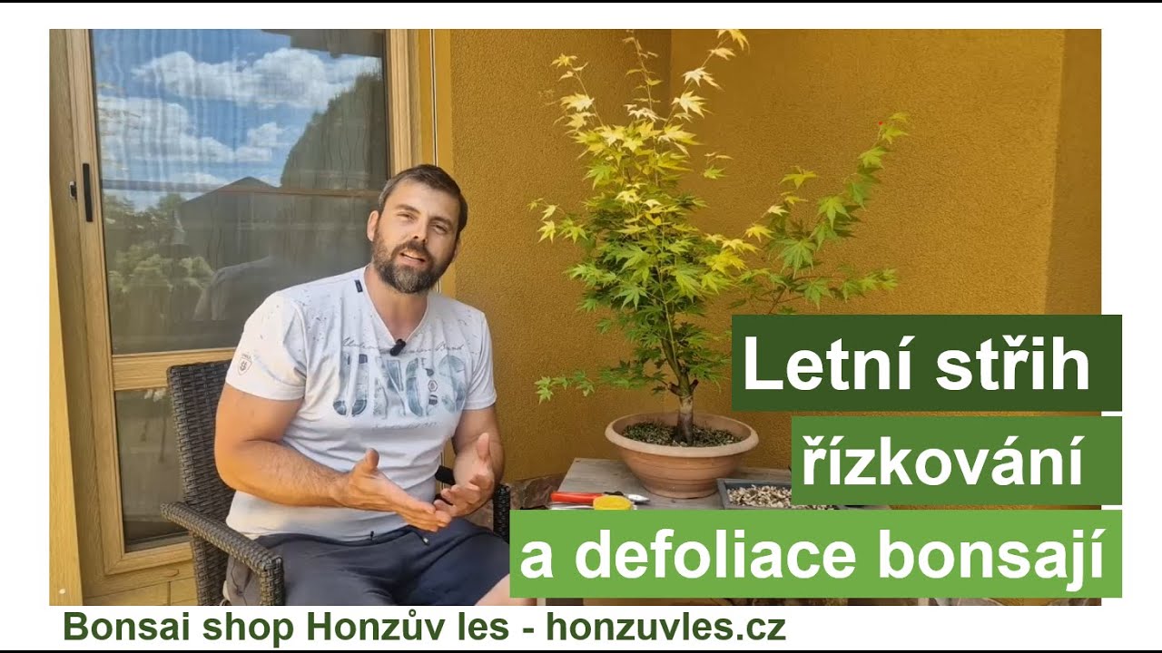 Letní střih, řízkování a defoliace bonsají.