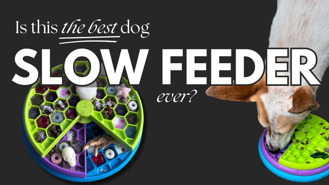 Lickin' Layers - The Best Dog Puzzle Slow Feeder Combo?