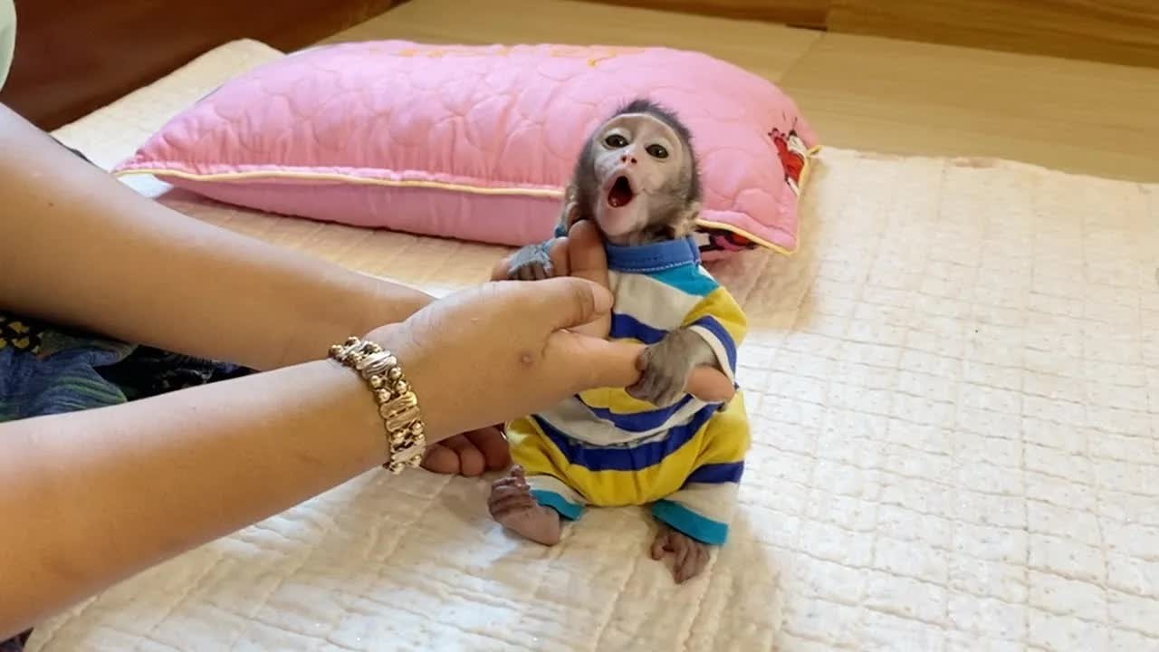 Poor Baby Shiba Moaning Very Upset When Mom Let Him Sit Down