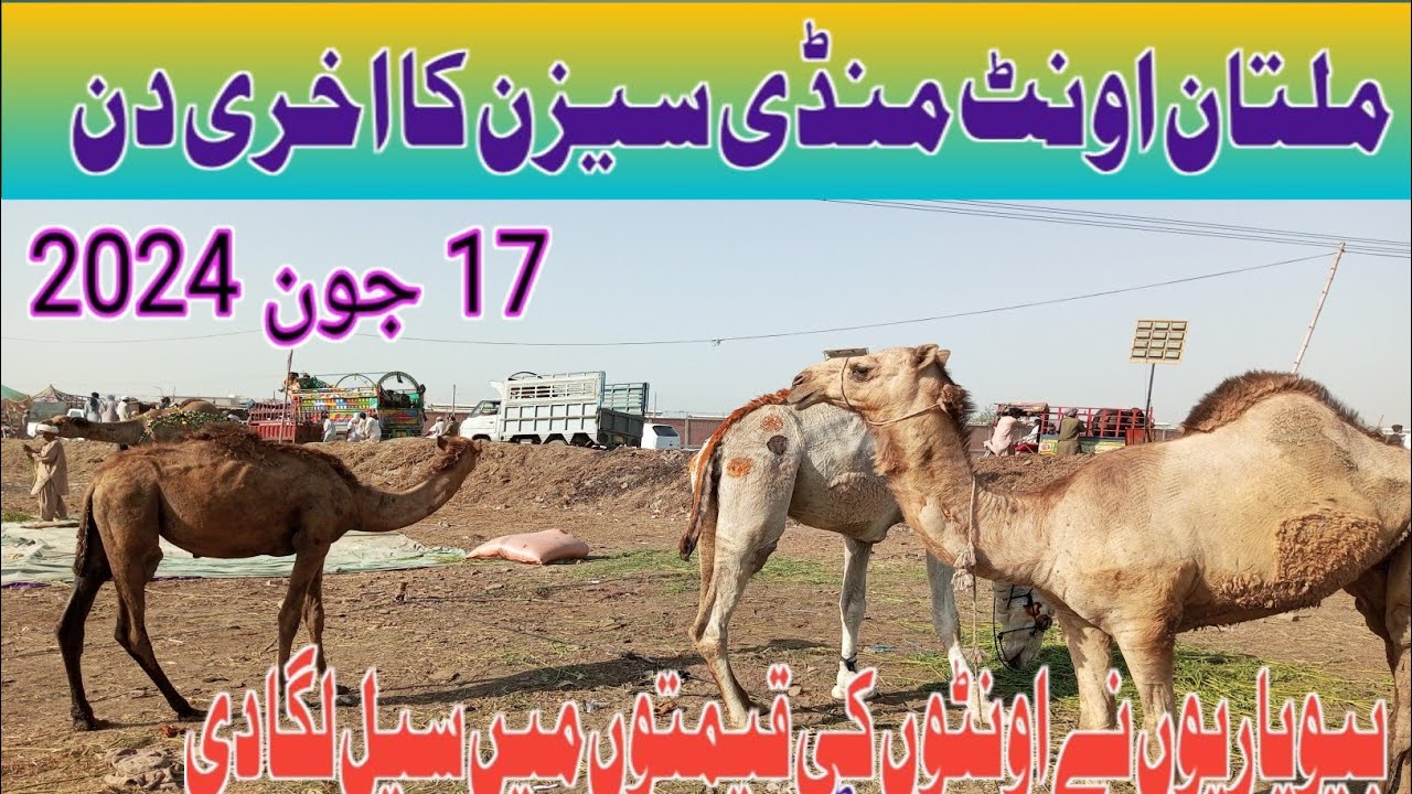 Multan Camel Mandi | update 17/06/2024 Beoparion | Ne Oonton Ki  Qeemat | Me Sale Lga Di |