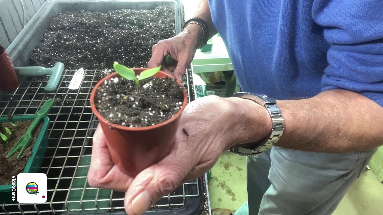 Pricking out the first Sweet Peppers and a update on some of the other seedlings.
