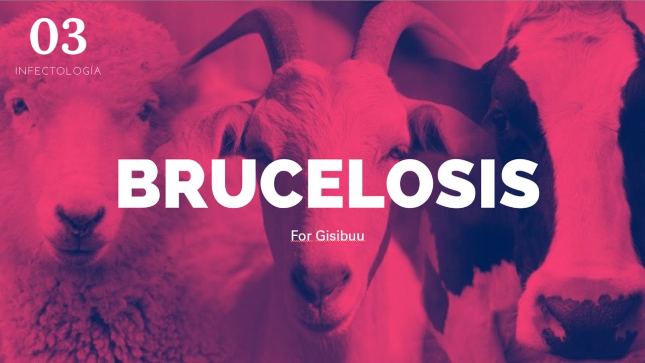 Brucelosis - ENARM