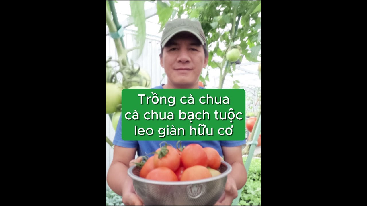 Trồng cà chua, cà chua bạch tuộc leo giàn hữu cơ