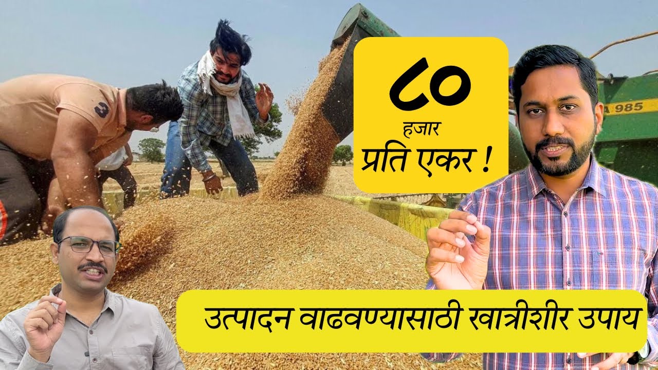गहू पिकातून एकरी 80 हजार उत्पन्न! उत्पादन वाढवण्यासाठी खात्रीशीर उपाय |