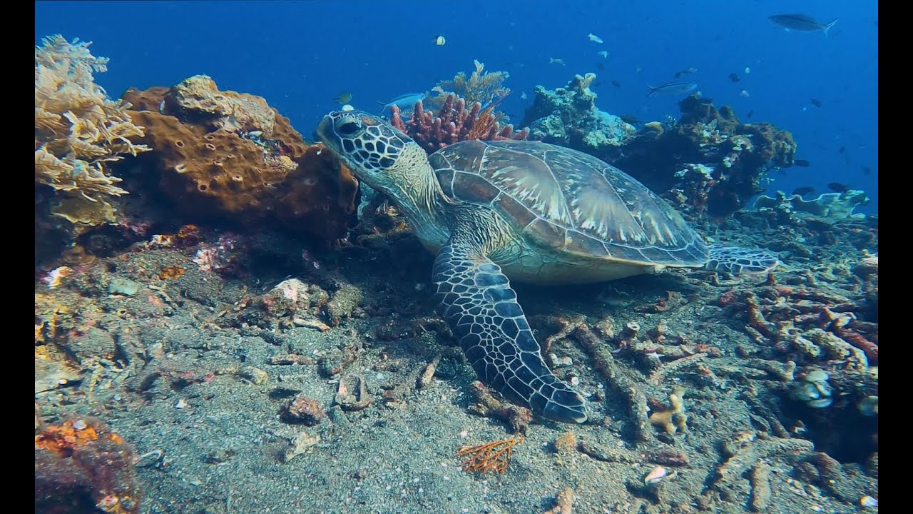A mix of everything in Tulamben, Bali
