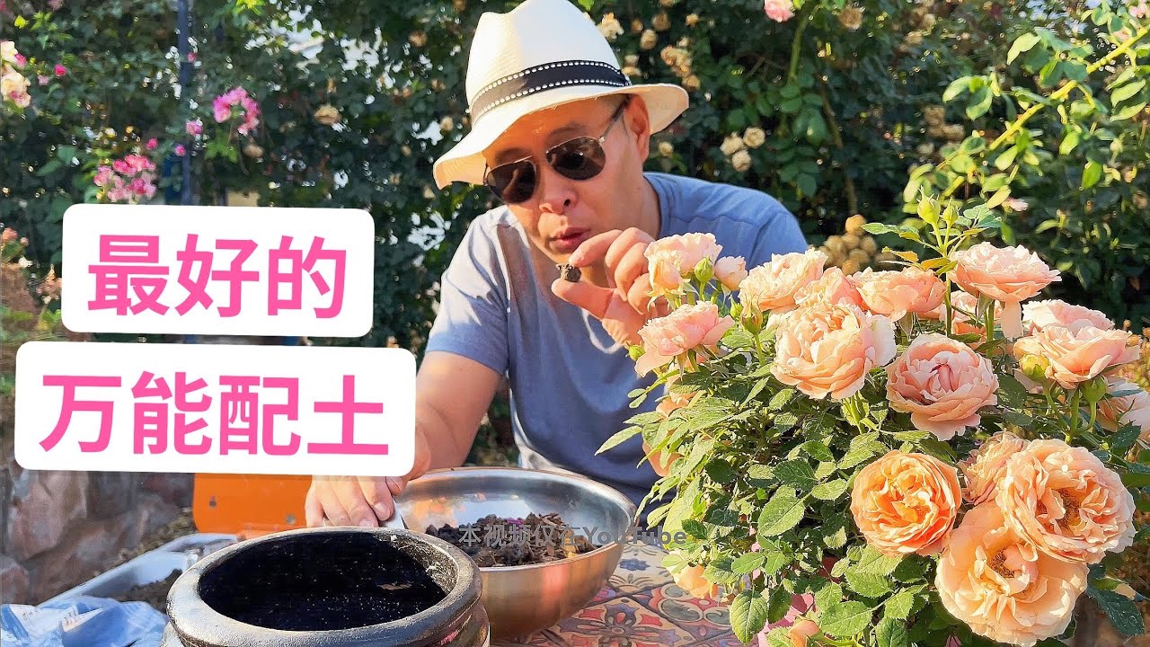 看我用最好的万能配土种一棵微月(园艺篇262）