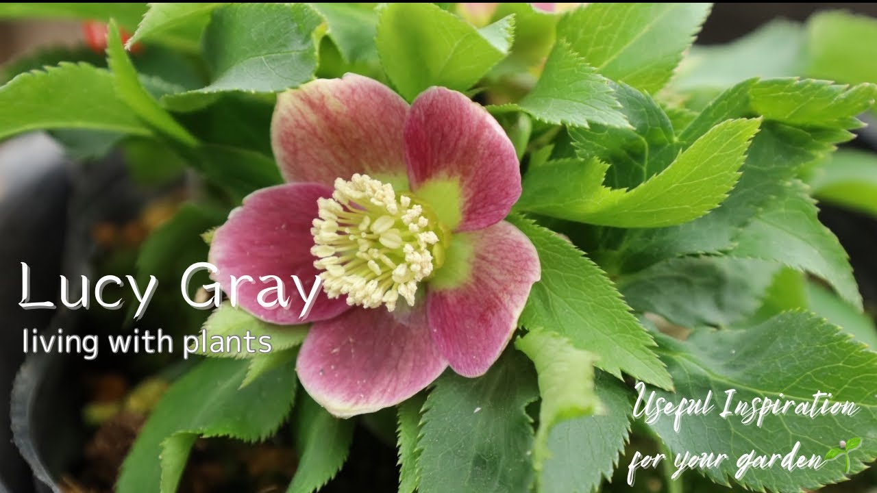 【ご報告/花便り】LucyGrayから皆様へお知らせがあります！/クリスマスローズなど新年最初の入荷案内の2部構成
