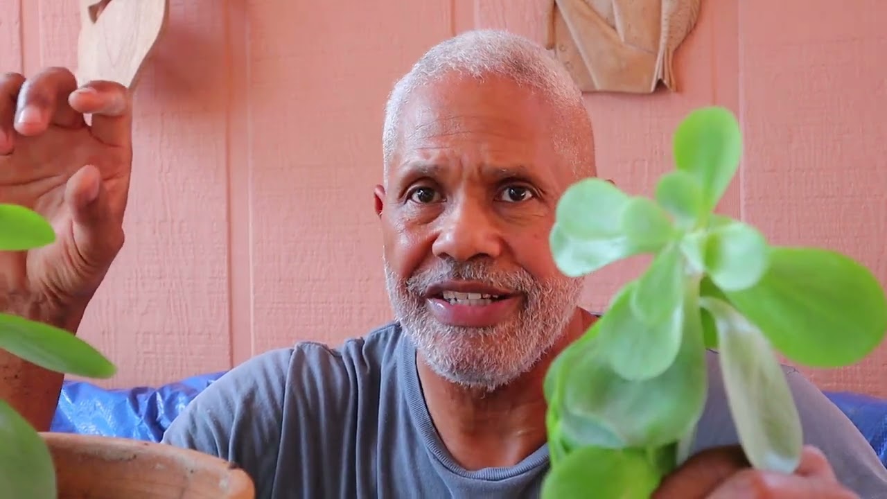 Repotting My Paddle Plant