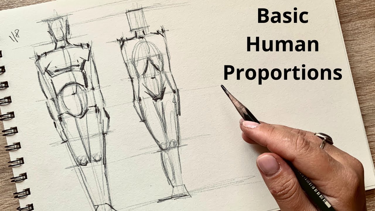 Basic Human Proportions: Drawing Tutorial for Beginners